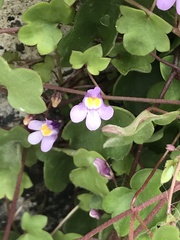 Cymbalaria muralis