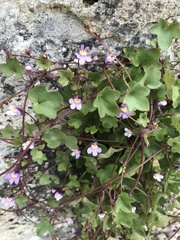 Cymbalaria muralis