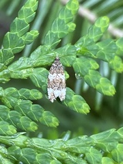 Choreutis diana