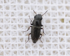 Asydates grandiceps