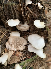 Crepidotus malachius
