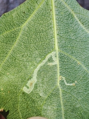 Aulagromyza populi