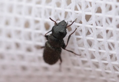 Asydates grandiceps