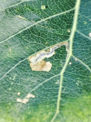 Stigmella trimaculella