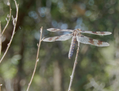 Plathemis subornata