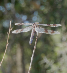 Plathemis subornata