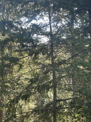 Troglodytes pacificus