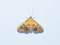 Nosophora semitritalis