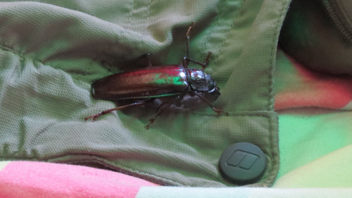 Mallodonopsis mexicanus image