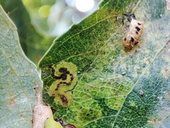 Stigmella trimaculella