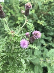 Cirsium arvense