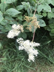 Filipendula ulmaria