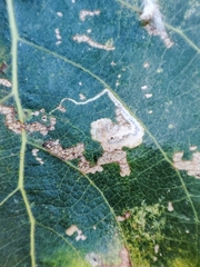 Stigmella trimaculella