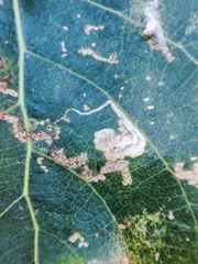 Stigmella trimaculella