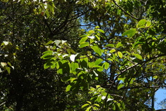 Ehretia longiflora