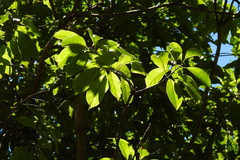 Ehretia longiflora