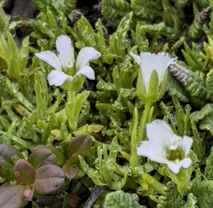 Pseudocherleria macrocarpa