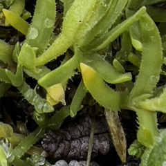 Pseudocherleria macrocarpa