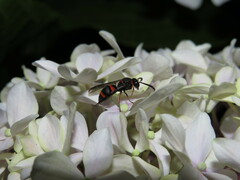 Ancistrocerus haematodes
