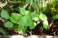 Actinidia latifolia