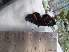 Xenandra heliodes