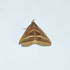 Bertula albolinealis