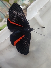 Xenandra heliodes