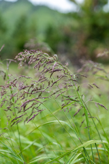 Deschampsia cespitosa altaica