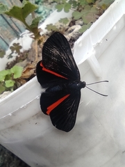 Xenandra heliodes