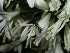 Cerceris concinna
