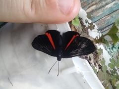 Xenandra heliodes
