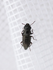 Asydates grandiceps
