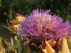 Crematogaster alluaudi