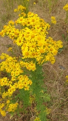 Jacobaea vulgaris