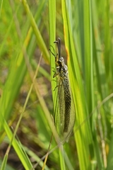 Deutoleon lineatus