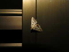 Endotricha rogenhoferi