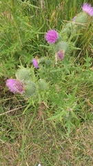 Cirsium vulgare