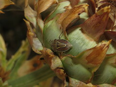 Eudolycoris alluaudi