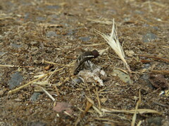 Exhyalanthrax canarionae