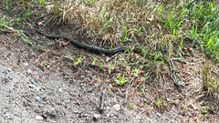Thamnophis sirtalis