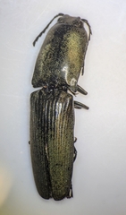 Chalcolepidius viridipilis