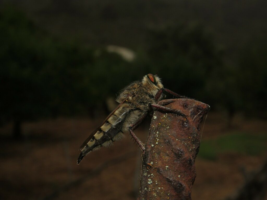 Promachus latitarsatus