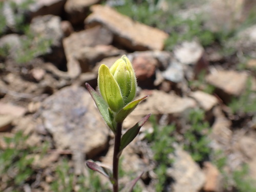 Image of Castilleja elmeri by (c) John Brew, some rights reserved (CC BY)