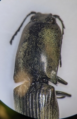 Chalcolepidius viridipilis
