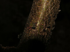 Pterochloroides persicae