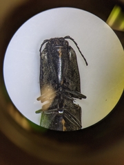 Chalcolepidius viridipilis