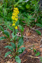 Solidago dahurica