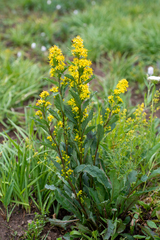 Solidago dahurica