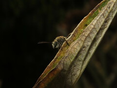 Tetraloniella hohmanni