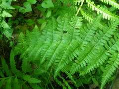 Dryopteris × boottii